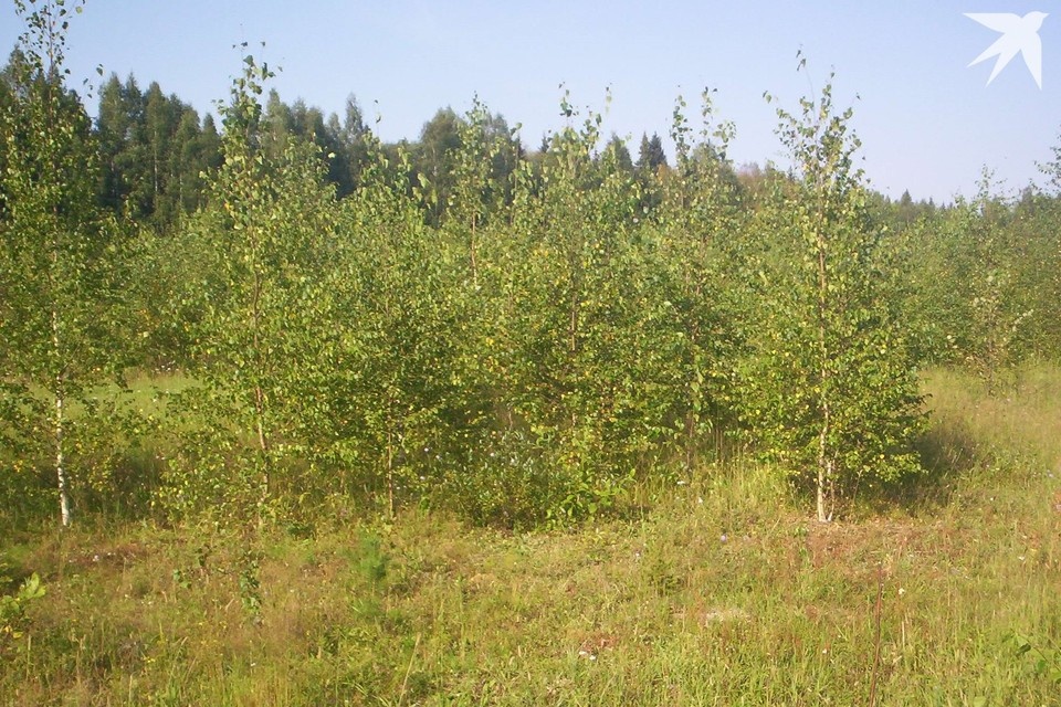    В некоторых районах Рязанской области снижается качество лесов.