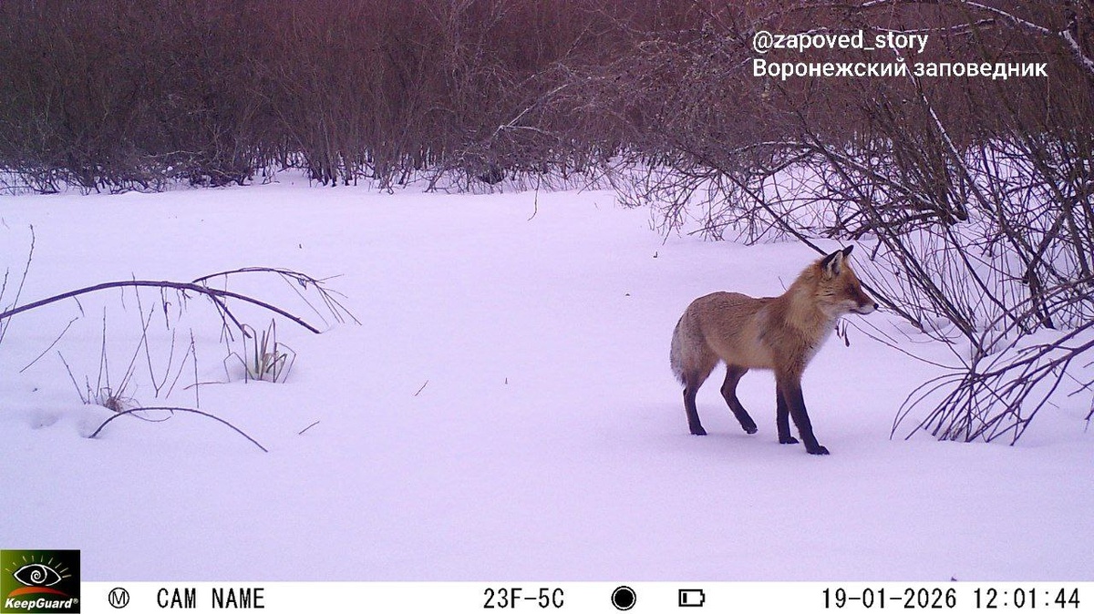     Фото: телеграм-канал «Заповедные истории»