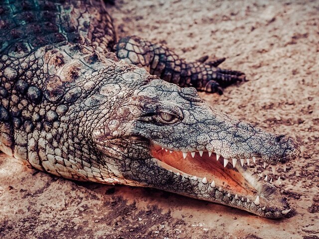    Фото: 123RF.com/eusebiojtorres