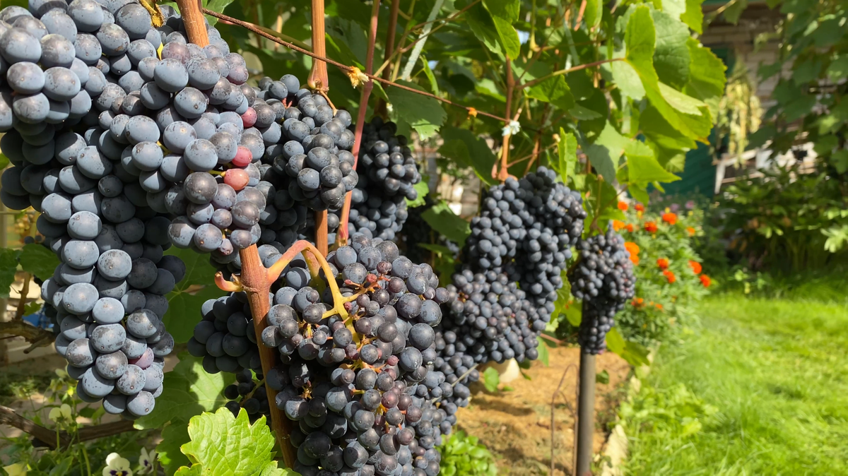 Сорт Памяти Домбковской. Виноградник Вадима Точилина