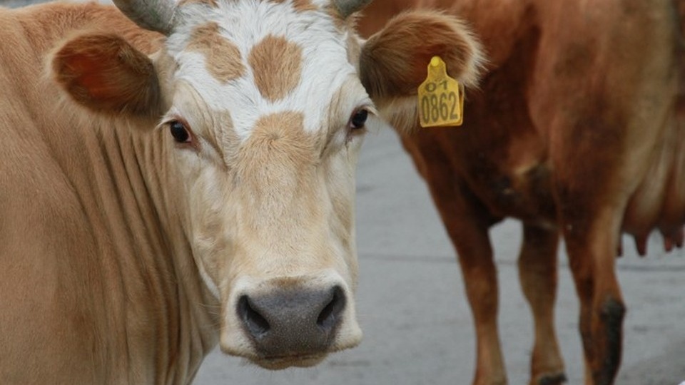 Вспышка пастереллеза на Алтае: какие животные болеют и опасно ли это для людей