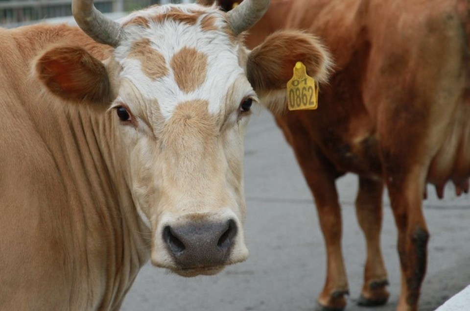    Владельцев призывают следить за состоянием животных Олег УКЛАДОВ