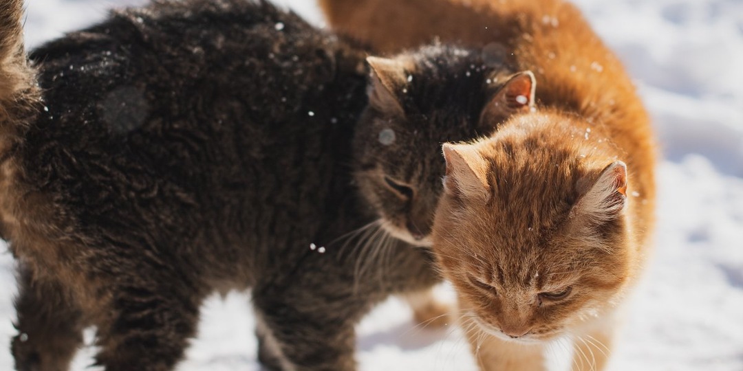 Добрые руки Горного: как волонтеры спасают кошек с трассы