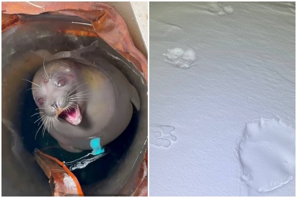    На любимицу полярников, нерпу Звездочку, охотился белый медведь. Фото: Артем Минеев, Александр Фанталов