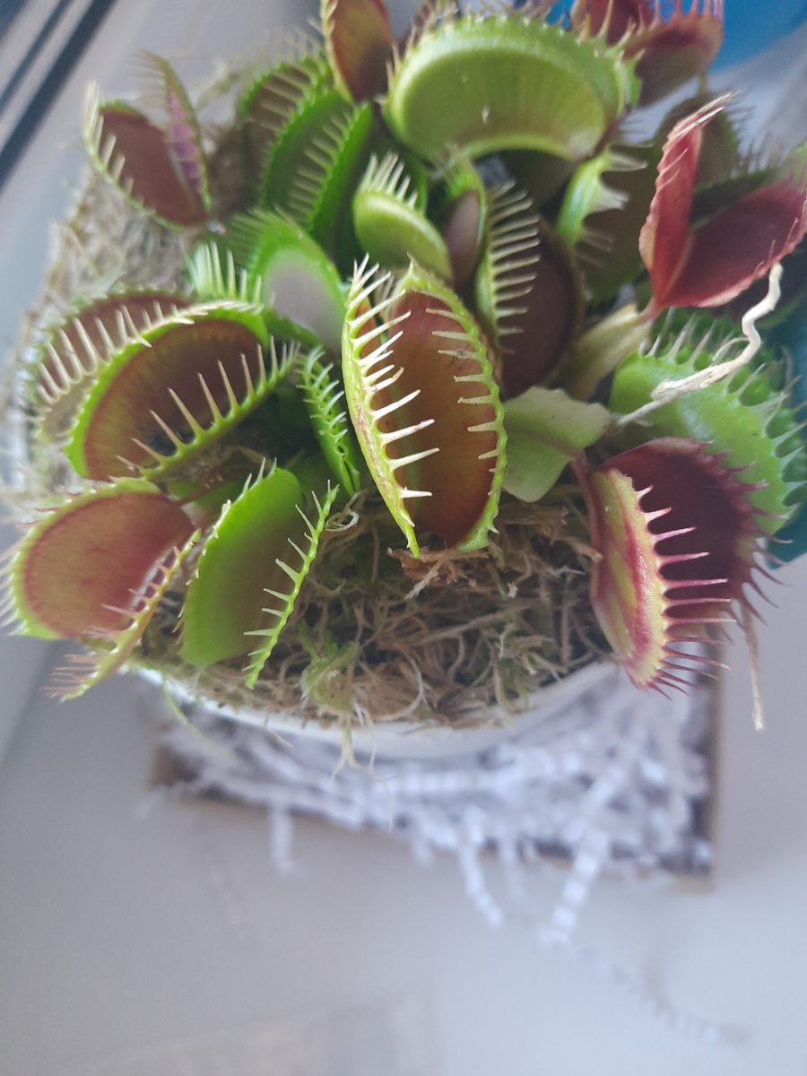 Моя домашняя мухоловка 