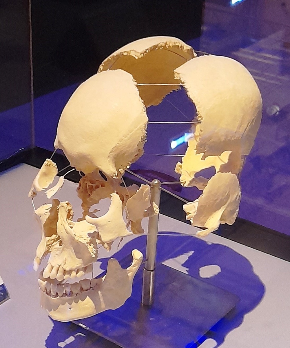 Черепки наглядно