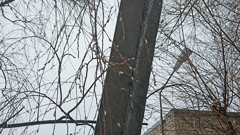     Верба в феврале. altapress.ru