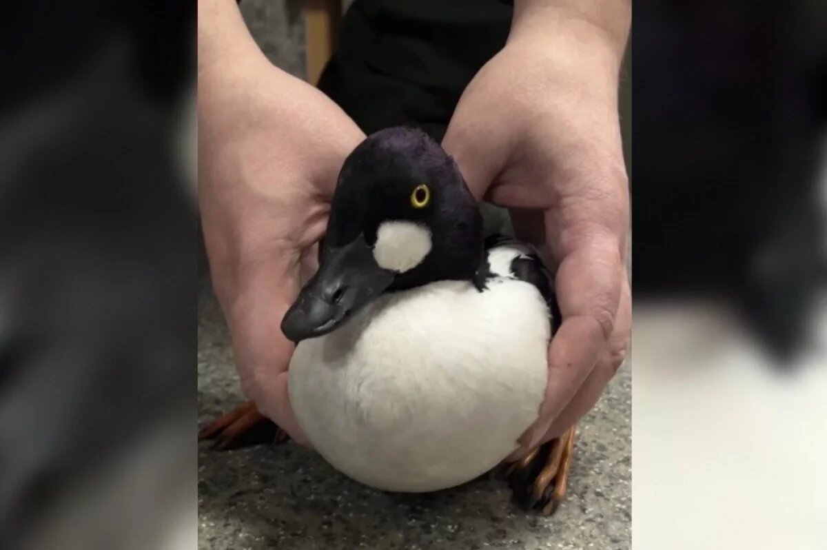    В Иркутске на Урицкого спасли заблудившегося селезня