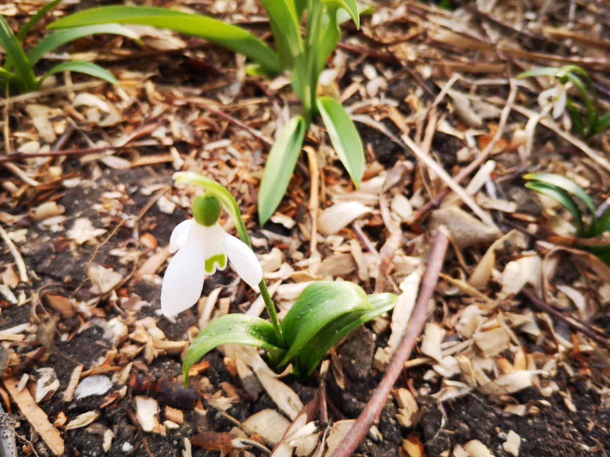 Это фото 2024 года, только их посадила