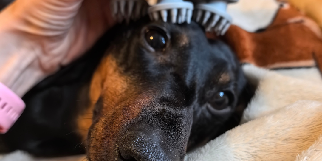 Симба знает толк в расслаблении! Отжал у хозяев массажер и релаксирует каждый вечер перед сном