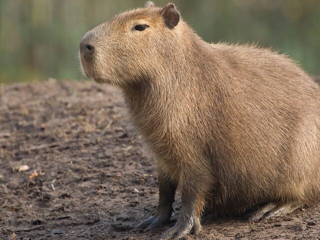   Фото: depositphotos/michaklootwijk