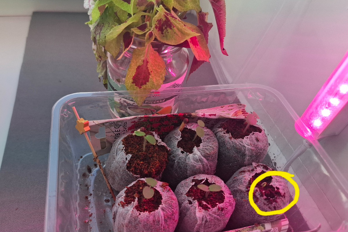 Показалась шестая петелька пеларгонии.