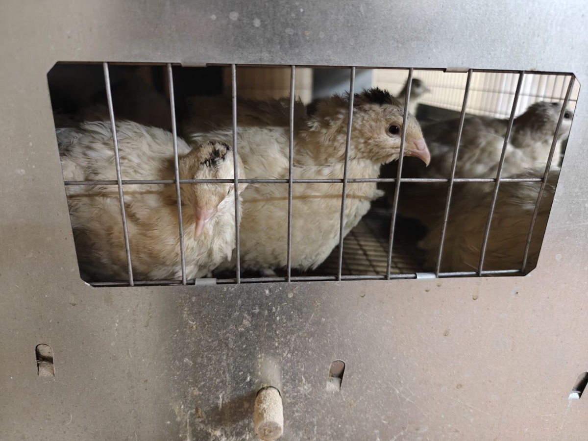 Перепела, внешний вид