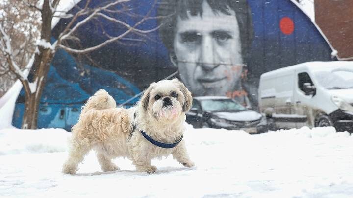 Налог на выгул собак предложили ввести в России