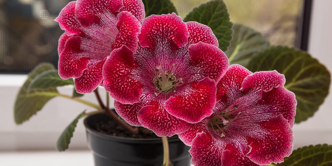 Какой горшок нужен Глоксинии, чтобы цветок нормально рос и развивался