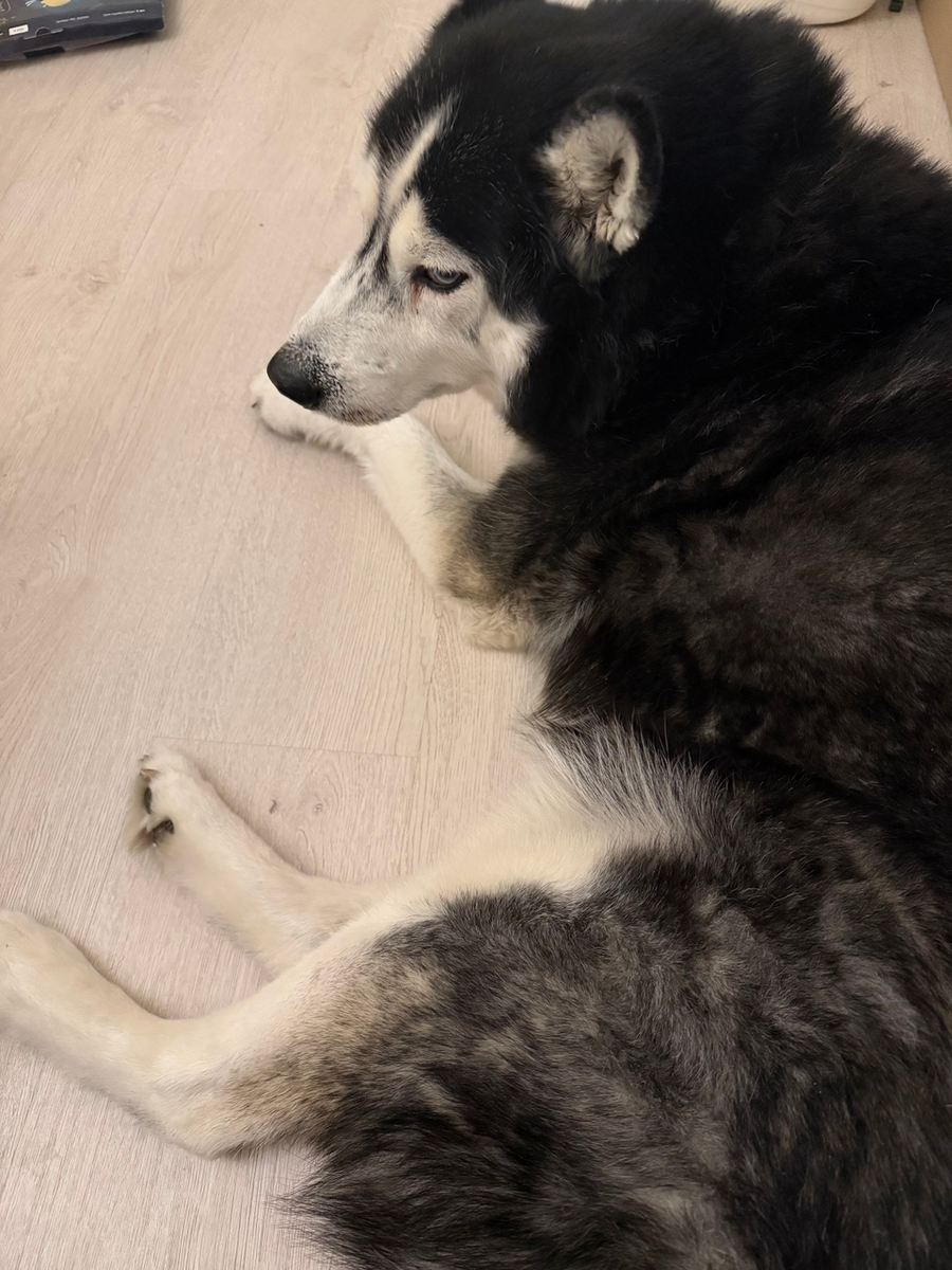 Многострадалец мой