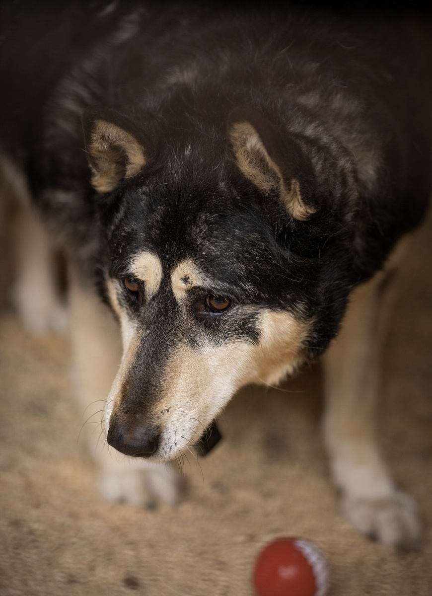 Наш комиссар 