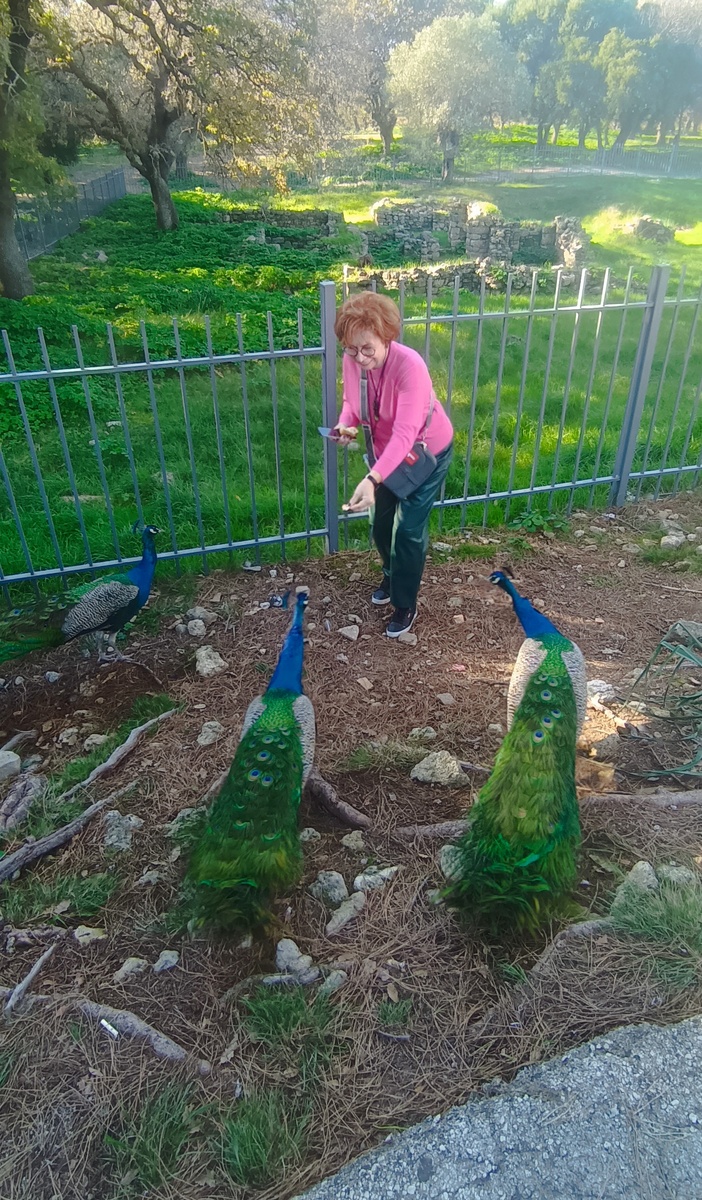 Цып, цып, цып...Кормление павлинов на острове Родос. Фото из архива автора