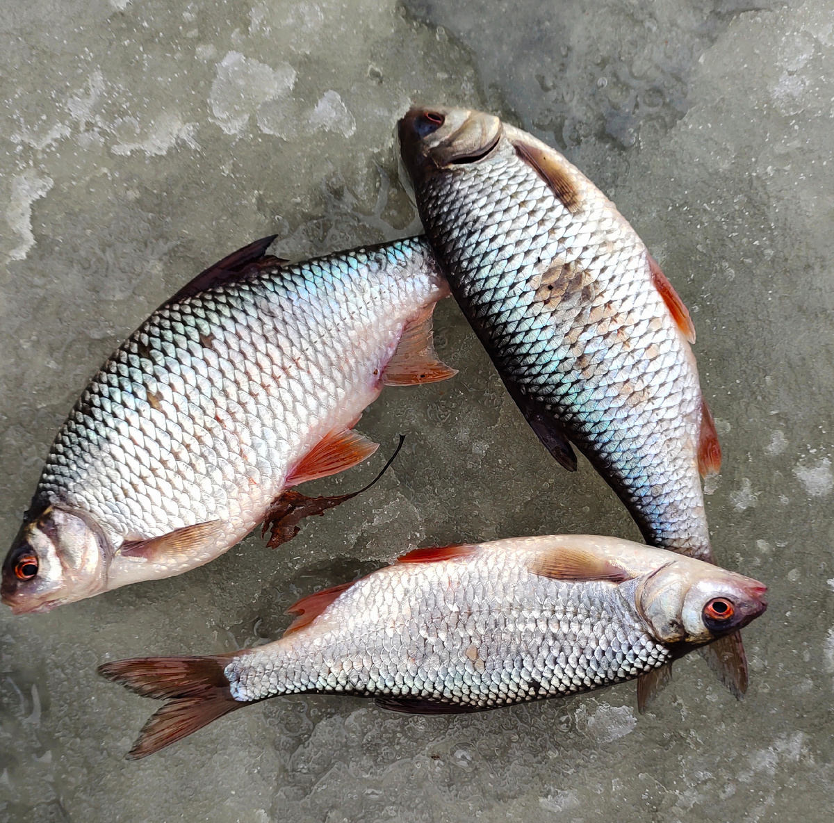 Моллюск дрейссена любимое лакомство этих толстых упитанных рыб.