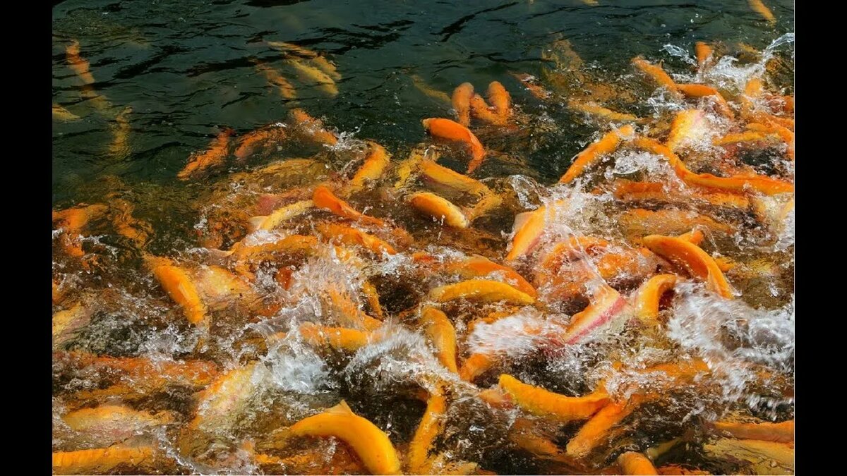 рыбное хозяйство "Форель"