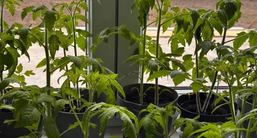    Первый городской канал Калининград