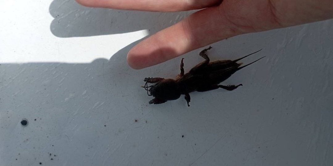 Медведка, хрущ, проволочник: почему они приходят именно к вам, и как перестать с ними воевать каждый сезон