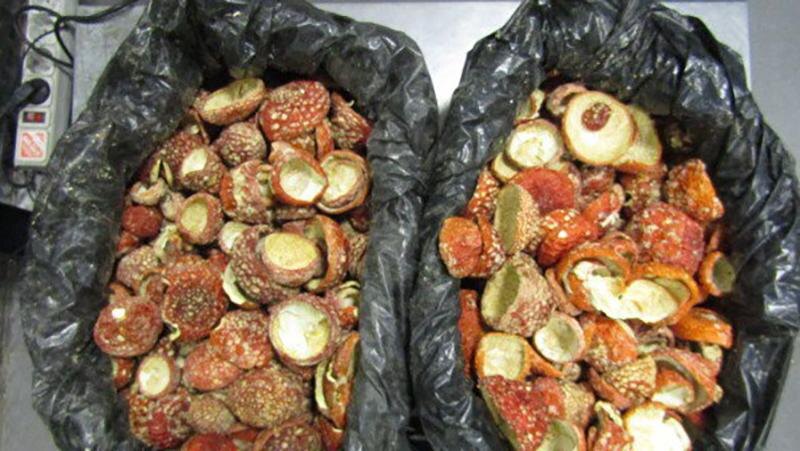    Фото: пресс-служба Санкт-Петербургской таможни