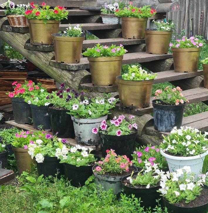 Июнь ( Цветы через 2 недели после высадки). 