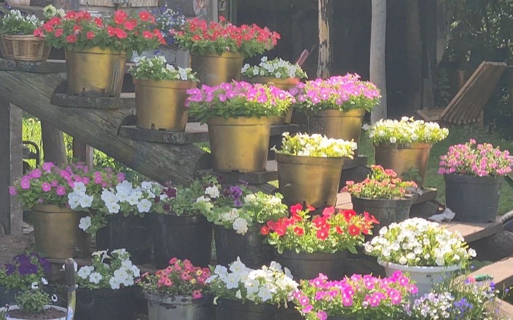 Конец июня. Белые крупноцветковые ( Это opera white), розовые ( opera purple)