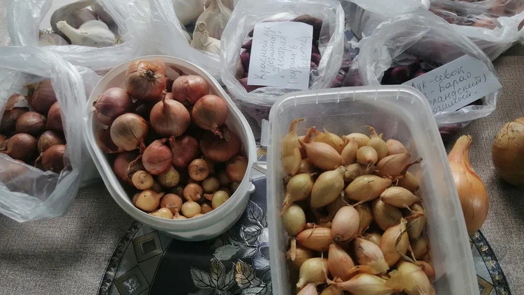 Первым делом перебираю весь севок тщательно.