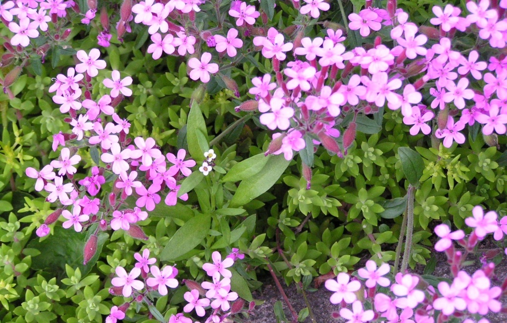  Мыльнянка (сапонария)