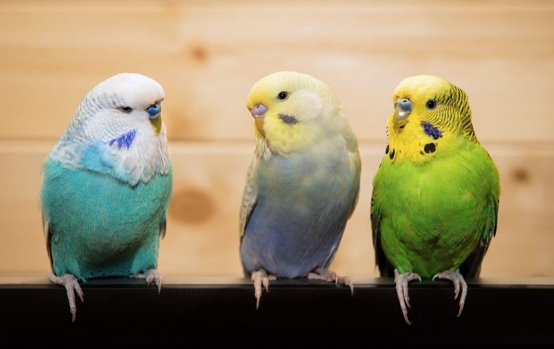 Трудно угадать, кто кому понравится