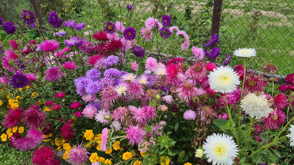 Цветение астры 2025г. - фото из личного архива.