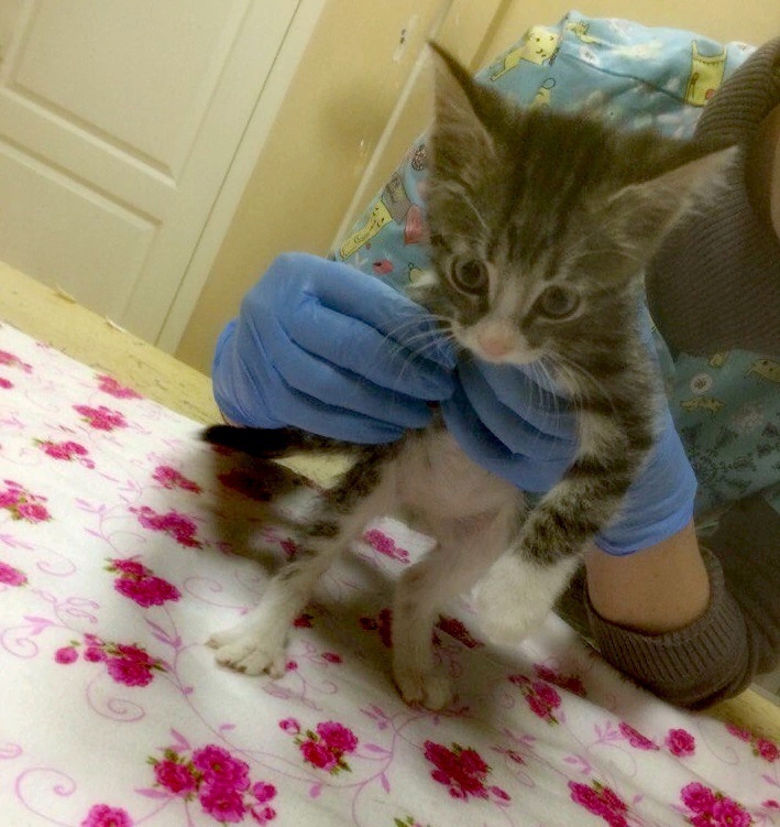 Врач осматривает лапку