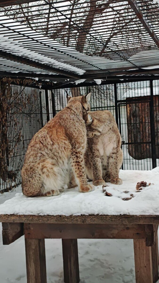    Рыси в барнаульском зоопарке. Источник: "Лесная сказка"