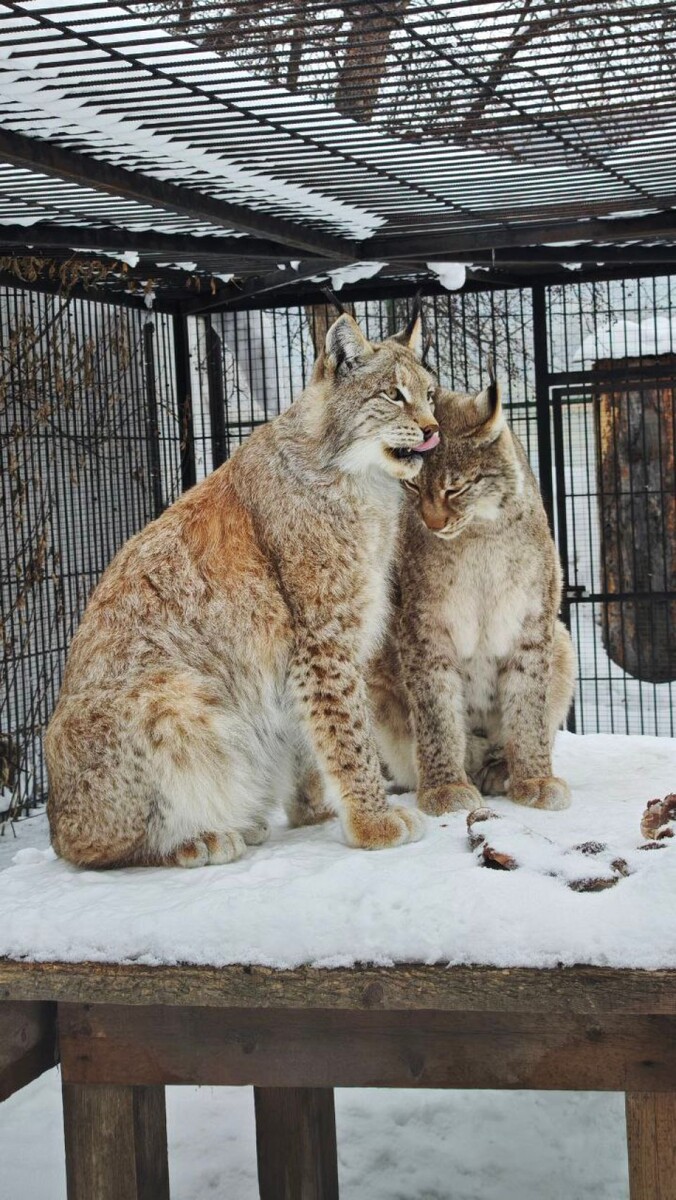    Рыси в барнаульском зоопарке. Источник: "Лесная сказка"