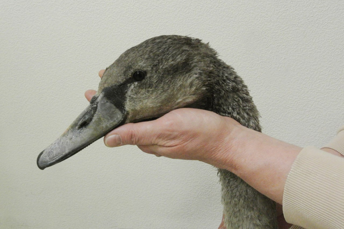    Фото: Ветеринарная клиника "ЗООСПЕЦ"