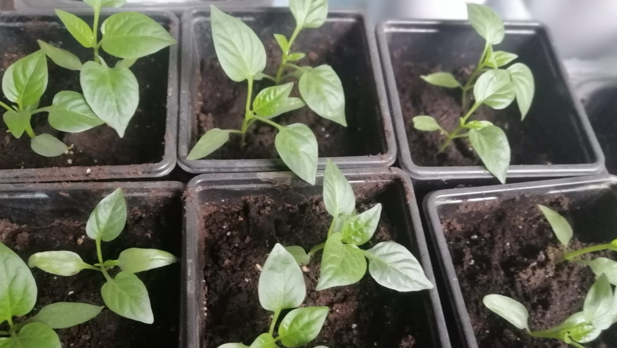 Cемена из покупного перца дают намного больше всходов