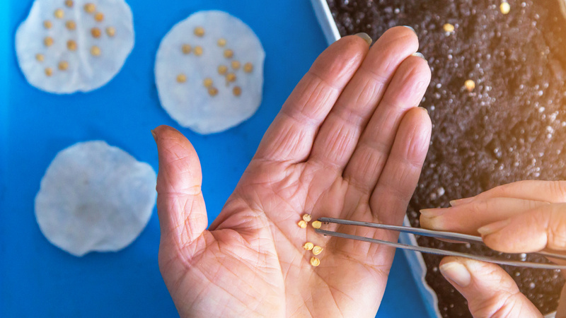 Один перец дает больше семян, чем несколько дорогих пакетиков