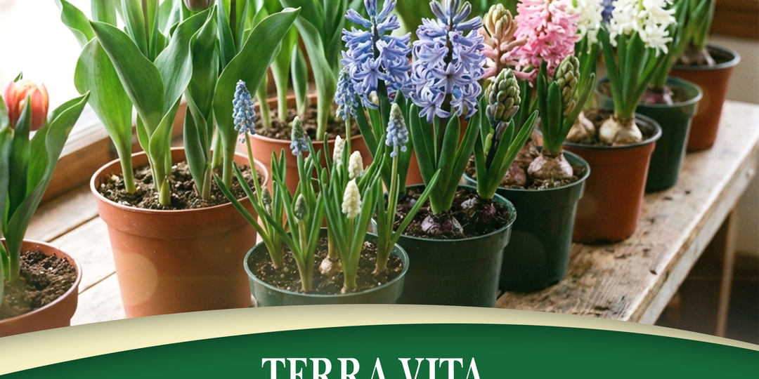 Выгонка гиацинтов, тюльпанов и других луковичных дома: пошагово и без лишней суеты