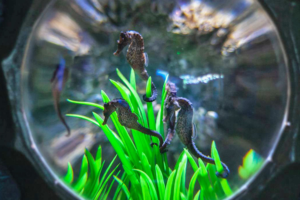    © Приморский океанариум