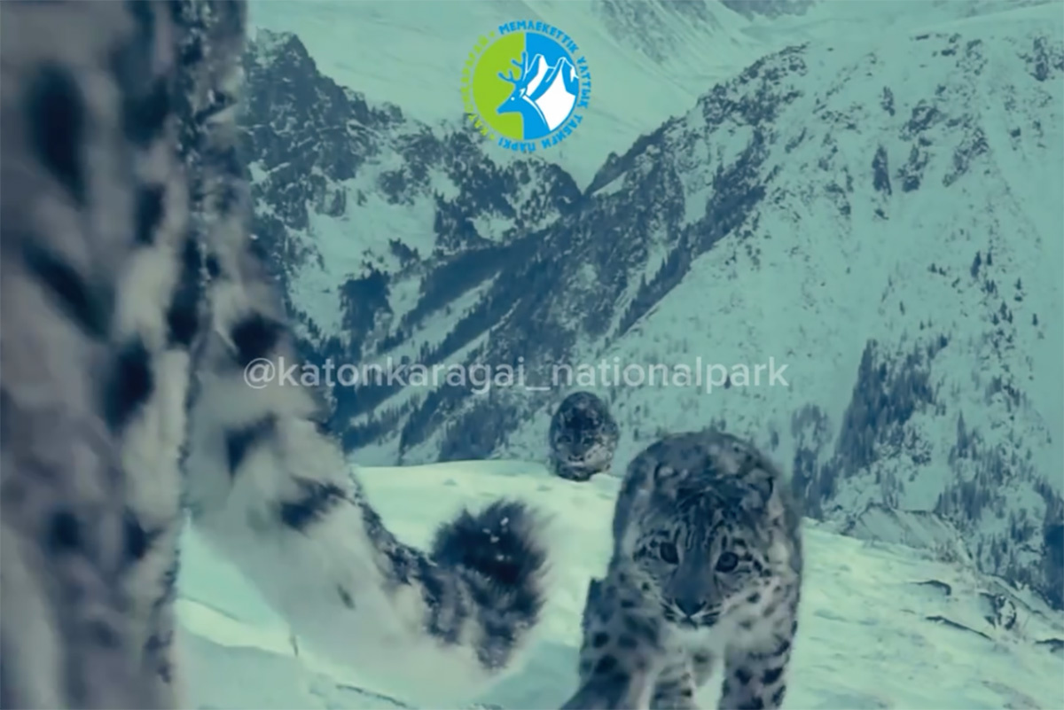 katonkaragay_nationalpark / Instagram (входит в корпорацию Meta, признана экстремистской и запрещена в России)📷Семейство снежного барса