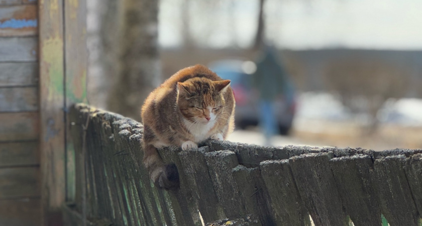    Фото: progorod43.ru