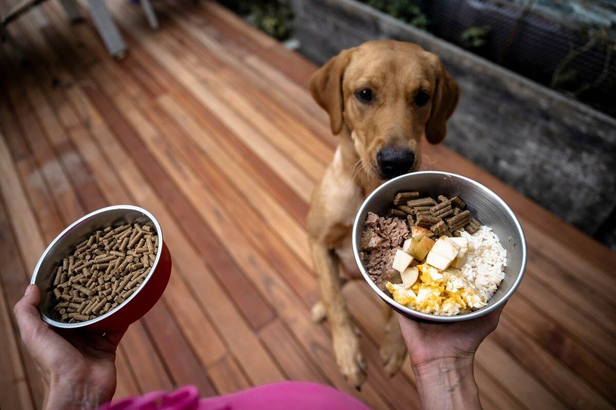 Рацион питомца и изменения в нем лучше согласовывать с ветеринарным врачом. Источник: Gajus / Shutterstock / FOTODOM📷
