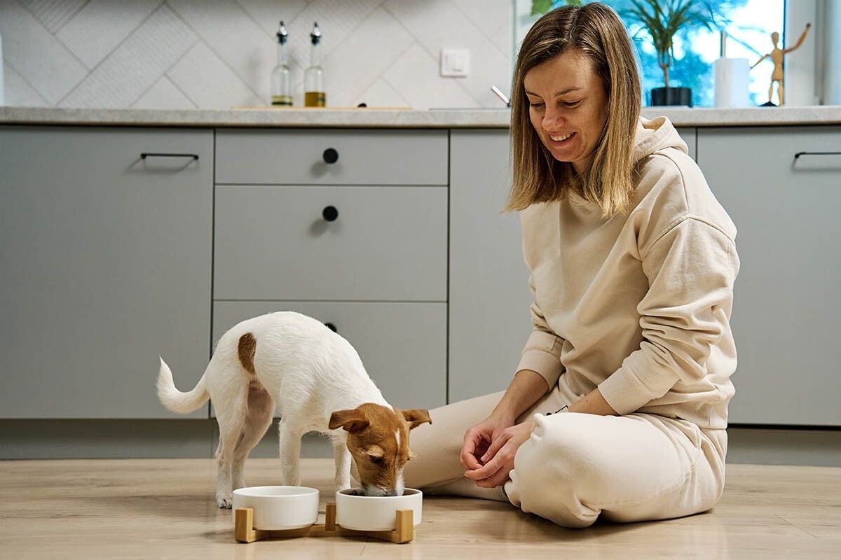 Смешанное питание может быть промежуточным этапом, если переводите собаку с сухого корма на натуралку или наоборот. Источник: Lazy_Bear / Shutterstock / FOTODOM📷
