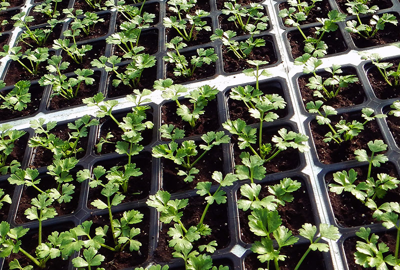 Сельдерей в феврале: 5 ошибок при посеве, из-за которых корнеплод не вырастает — проверьте сейчас, пока не поздно ⚠️