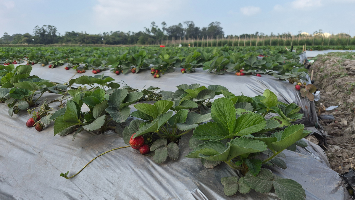 Я проезжала мимо клубничных полей, там же продают клубнику