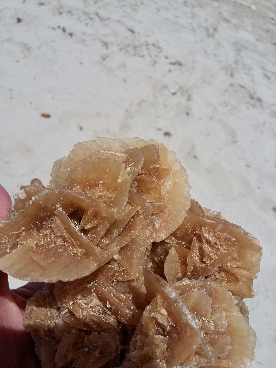 Роза пустыни