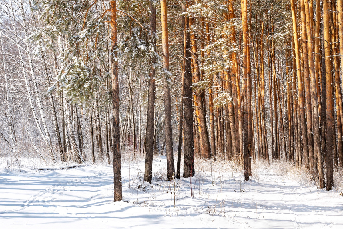 Весеннее настроение в еще зимнем, февральском лесу.