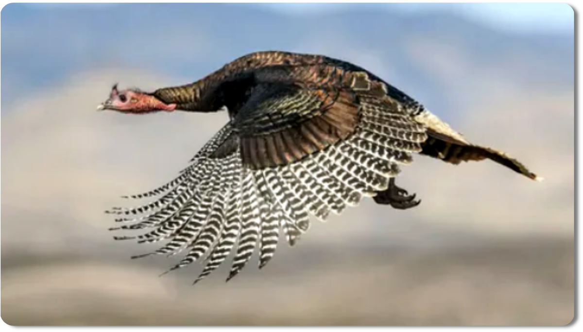 он может летать - и делает это отлично